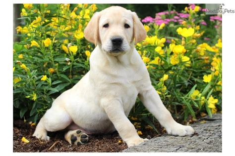 lancaster pa labrador retriever puppies.